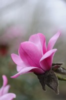 Magnolia Dawsoniana 'Chyverton Red'