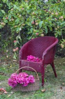 Red Hydrangea macrophylla flowerheads displayed in wicker basket and on painted wicker chair in orchard
