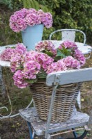 Pink Hydrangea macrophylla in wicker container on blue garden seat