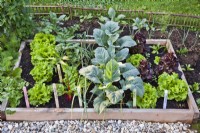 Companion planting in raised bed including lettuce, radish, kohlrabi, onion, Swiss chard, parsley and young tomato.