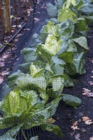 Winter cabbages beneath protective netting in vegetable garden