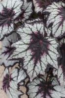 Begonia 'Dark Eyes'