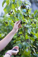 Picking Blackcurrants - Ribes nigrum
