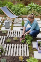 Woman creating drought tolerant flowerbed. The flower bed is separated by slats, which are decorative and at the same time serve as a path. Adding layer of compost.