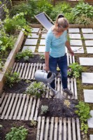 Woman creating drought tolerant flowerbed. The flower bed is separated by slats, which are decorative and at the same time serve as a path. Watering recently planted herbs and perennials.