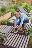 Woman creating drought tolerant flowerbed. The flower bed is separated by slats, which are decorative and at the same time serve as a path. Planting Thyme in narrow bed.