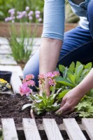 Woman planting Lewisia cotyledon in drought tolerant flowerbed.