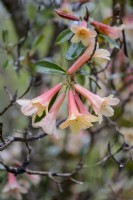 Rhododendron Muncaster Trumpet