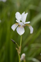 Iris sibirica 'Southcombe White'