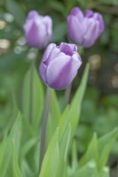 Tulipa 'Lilac Love' - April