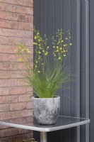 Albuca shawii on table in grey pot by house