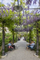 View of wisteria pergola, Wisteria sinensis, in a public garden close to St Mark's Square in Venice. Visitors sit and enjoy the green space in the midst of the city.