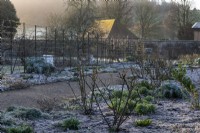 The herbaceous border in winter encrusted in frost in the orchard at West Dean Garden, West Sussex.