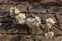 Prunus domestic - Plum Early Transparent Gage Blossom against an old brick wall.