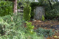 Conifers grow within a stand of trees in an informal cottage style garden with a shed in the background. Whitstone Farm, Devon NGS garden, autumn