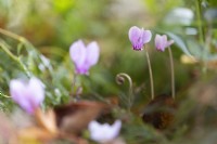  Close up image of a pink cyclamen flower. Selective focus. Whitstone Farm, Devon NGS garden, autumn