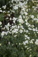 Thalictrum tuberosum - tuberous-rooted meadow rue - June