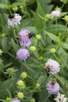 Bees on Scabiosa sylvatica syn. Knautia dipsacifolia - wood scabious - June