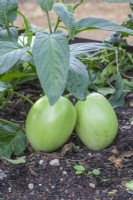 Solanum muricatum Pepino Melon