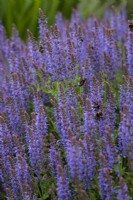 Salvia x sylvestris 'Blauhugel' - wood sage - June