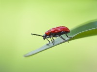 Lilioceris lilii - Scarlet lily beetle on Lily leaf