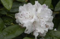 Rhododendron Christmas Cheer, caucasicum hybrid. Flower head. Whitstone Farm, Devon NGS garden, autumn