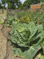 Brassica  - Spring cabbage under netting