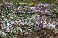 Cyclamen hederifolium growing amongst fallen leaves