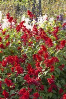 Salvia 'Splendens' Scarlet Sage