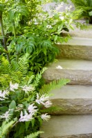 Purbeck stone steps next to shade loving plants including Maianthemum oleraceum. The Mind Garden, Designer: Andy Sturgeon, RHS Chelsea Flower Show 2022- Gold Medal