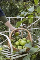 A hand places an apple into a basket full of apples. The basket sits on a white metal bench beside an apple bough. Autumn.