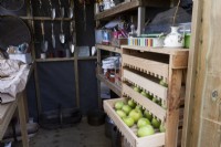 A potting shed has a traditional wooden apple storage rack on the right with a drawer partly open and full of apples. Autumn.
