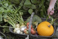 A hand places a runner bean into a wooden trug, basket, full of vegetables including tomatoes, squash, onions, beans and kohl rabi. Autumn.