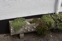Various succulents grow in a low stone trough at the base of a house wall.Autumn.