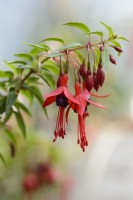 Fuchsia magellanica var. myrtifolia