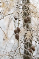 Larix x marschlinsii - Dunkeld larch tree in the frost