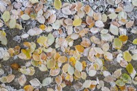 Prunus padus - Fallen Bird cherry tree leaves in the frost