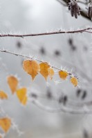 Betula pendula - Silver birch tree leaves in the frost