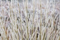 Cornus sericea Buds Yellow - Dogwood stems in the frost