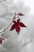 Liquidambar styraciflua 'Wisley King' - Sweet gum tree leaves in the frost
