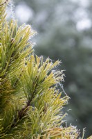 Pinus contorta 'Chief Joseph' - Lodgepole pine in the frost