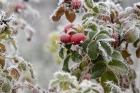 Rosa 'Fru damar hastrup' - Rose hips in the frost