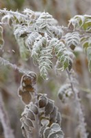 Rubus cockburnianus - White-stemmed bramble in the frost