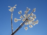 Hedge Parsley Torilis japonica dead seed heads covered in frost against a blue sky