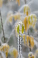 Salix udensis 'Golden Sunshine' - Willow tree leaves in the frost