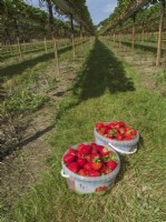 Tubs of picked strawberries between rows of raised supports on commercial pick your own farm