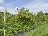 Raspberry plants on commercial pick your own farm