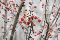 Malus Adirondack - Crab apple fruit in the frost