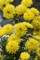 Chrysanthemum 'Nantyderry Sunshine'