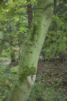 Acer Acuminatum bark at Bodenham Arboretum, October